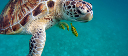 Sinai Retreat: 4 Days of Yoga, Ritual & Creative Renewal in South Sinai